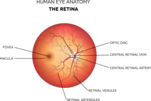 Illustrated diagram of the human retina with labeled parts